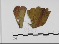登錄號:F0031692藏品圖，第1張