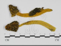 登錄號:F0031696藏品圖，第1張