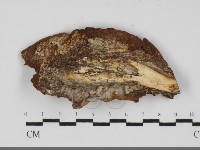 登錄號:F0031700藏品圖，第1張