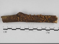 登錄號:F0031710藏品圖，第1張