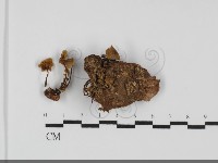 登錄號:F0031730藏品圖，第1張