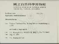微皮傘屬藏品圖，第2張
