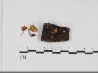 登錄號:F0031739藏品圖，第1張