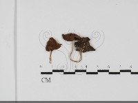 登錄號:F0031740藏品圖，第1張