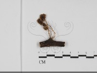 登錄號:F0031741藏品圖，第1張