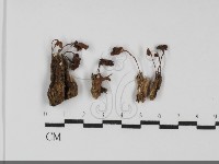 登錄號:F0031744藏品圖，第1張