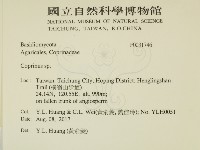 鬼傘屬藏品圖，第2張