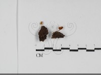 登錄號:F0031749藏品圖，第1張