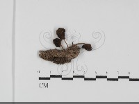登錄號:F0031753藏品圖，第1張