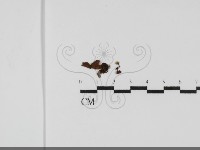 登錄號:F0031754藏品圖，第1張