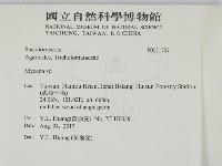 小菇屬藏品圖，第2張