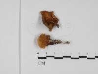 登錄號:F0031759藏品圖，第1張