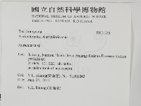 木耳屬藏品圖，第2張