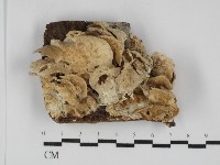 登錄號:F0031763藏品圖，第1張