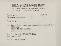 蜂窩菌屬藏品圖，第2張