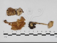 登錄號:F0031768藏品圖，第1張