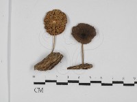 登錄號:F0031769藏品圖，第1張