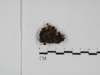登錄號:F0031771藏品圖，第1張