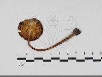 登錄號:F0031772藏品圖，第3張
