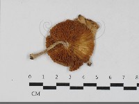登錄號:F0031774藏品圖，第3張