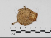 登錄號:F0031774藏品圖，第1張