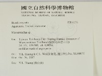 微皮傘屬藏品圖，第2張