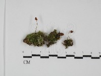 登錄號:F0031777藏品圖，第1張