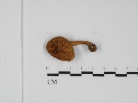 登錄號:F0031779藏品圖，第1張