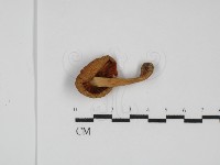登錄號:F0031779藏品圖，第3張