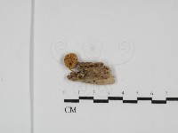 登錄號:F0031780藏品圖，第3張