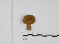 登錄號:F0031782藏品圖，第1張