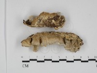 登錄號:F0031785藏品圖，第1張