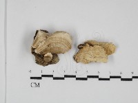 附毛菌屬藏品圖，第1張