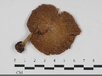 登錄號:F0031787藏品圖，第1張