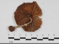 登錄號:F0031787藏品圖，第3張