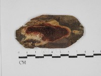 登錄號:F0031790藏品圖，第1張