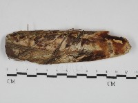 登錄號:F0031791藏品圖，第1張