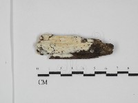 登錄號:F0031795藏品圖，第1張