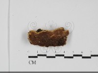 登錄號:F0031811藏品圖，第1張