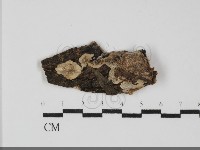 登錄號:F0031814藏品圖，第1張