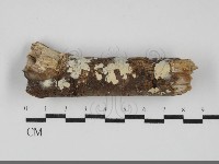 登錄號:F0031817藏品圖，第1張