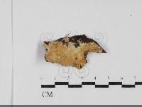登錄號:F0031818藏品圖，第1張