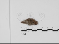 登錄號:F0031819藏品圖，第1張