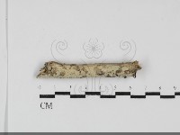 登錄號:F0031825藏品圖，第1張
