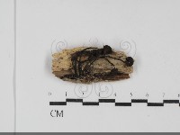 登錄號:F0031833藏品圖，第1張