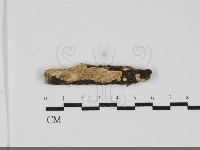 齒耳菌屬藏品圖，第1張