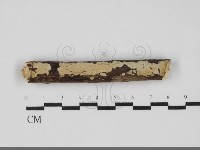 齒耳菌屬藏品圖，第1張