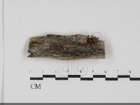 登錄號:F0031843藏品圖，第1張