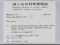 多孔菌屬藏品圖，第2張