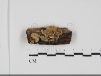 登錄號:F0031848藏品圖，第1張